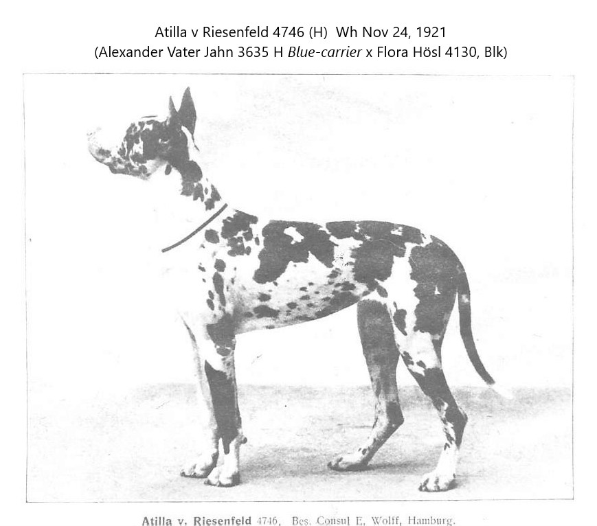 Atilla v Riesenfeld